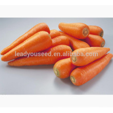 CA02 Hongfushi five inch new kuroda carrot seeds for growing